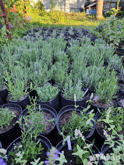 Лаванда саженцы