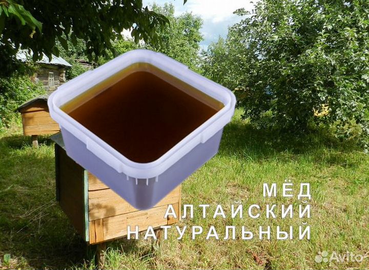 Мед натуральный с Алтая оптом
