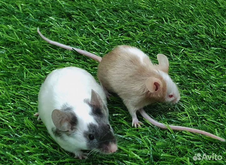 Мышь сатиновая