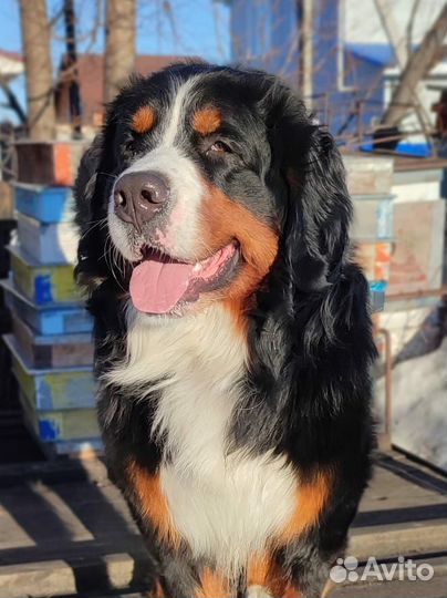 Бернский зенненхунд вязка