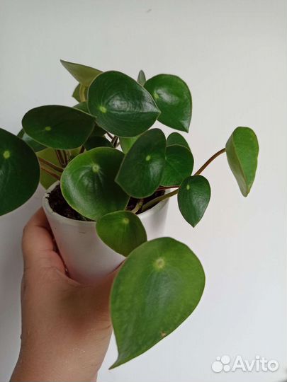 Комнатные растения