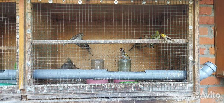 Продаю певчих птиц щеглы, чижи, зяблики, овсянки