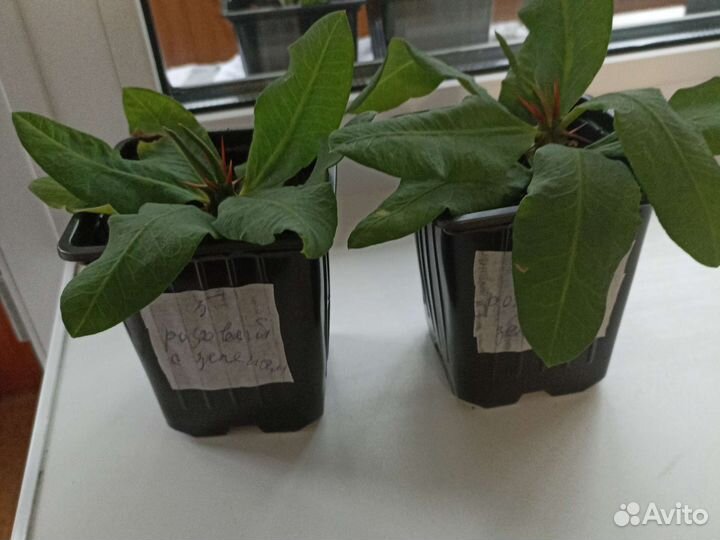 Эуфорбия миля крупноцветковая