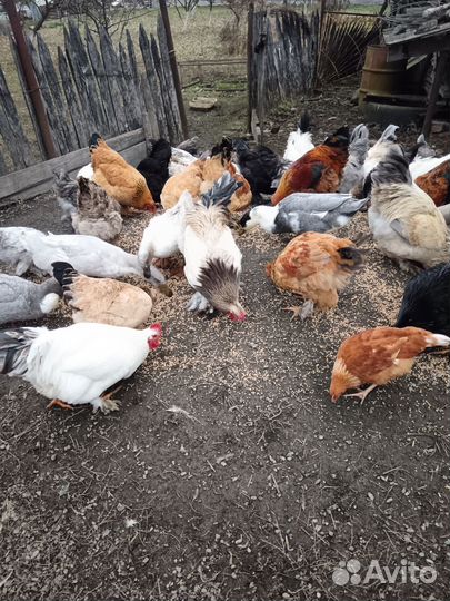 Куры домашние