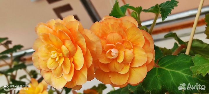 Бегония и бугенвилия