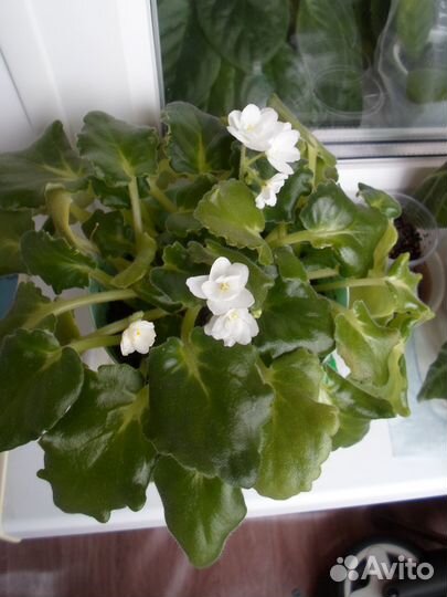 Цветущие фиалки