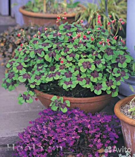 Кислица оксалис айрон крос