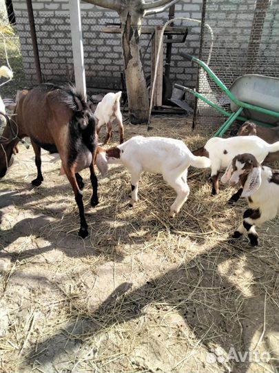 Козы камори