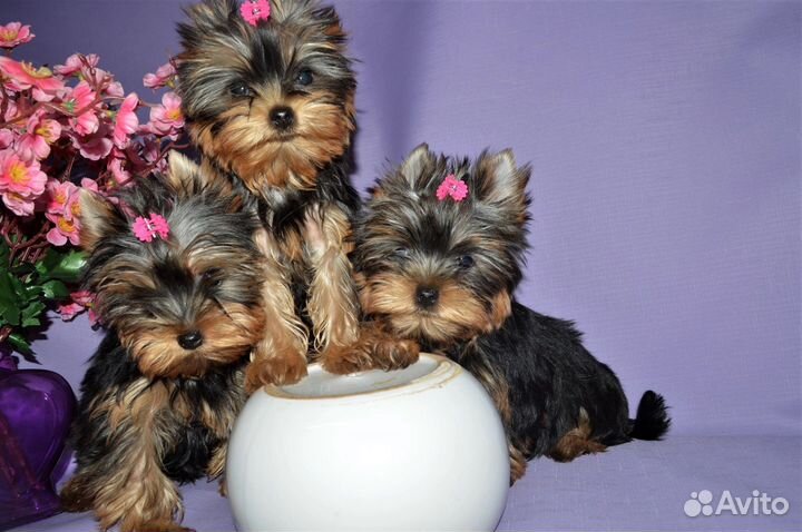 Щенки Йорка РКФ