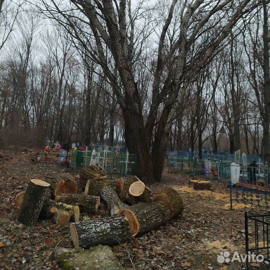 Спилить дерево