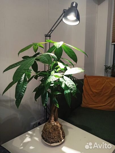 Кокедама пахира