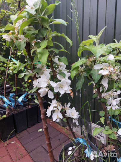 Яблоня колоновидная