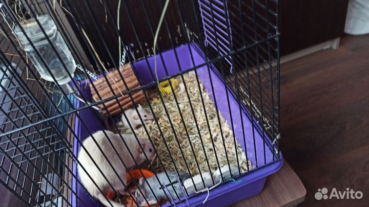 Крыски дамбо