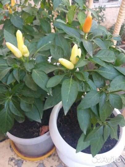 Перец красный