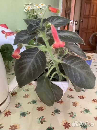 Домашние растения цветы