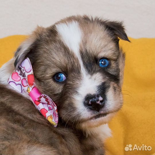 Щенки ищутмампап