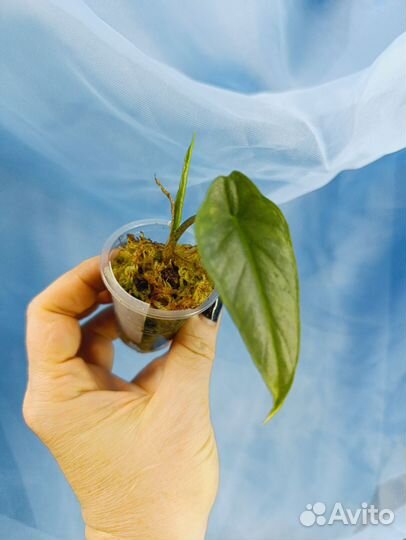 Детки алоказий 2