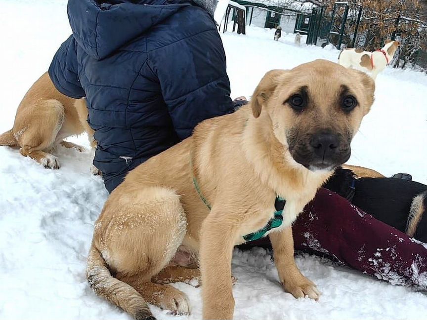 Дизель в поисках дома