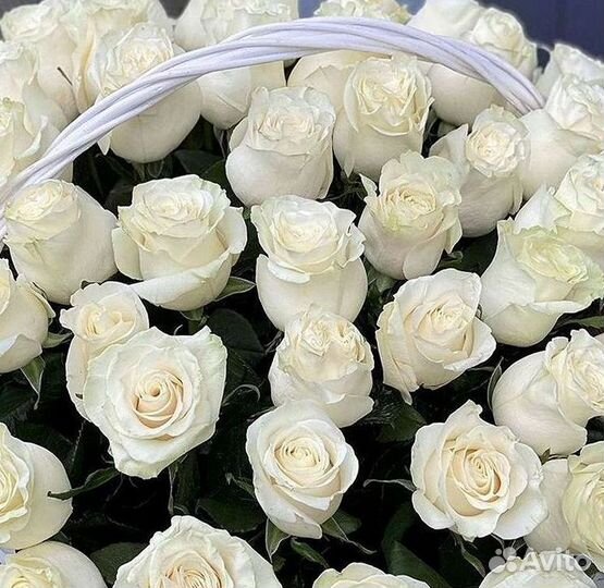 Розы Высокие Розы Гиганты Доставка Москва