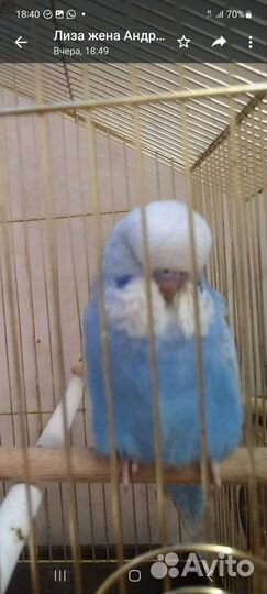 Попугай волнистый Чех