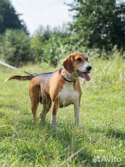 Эстонская гончая