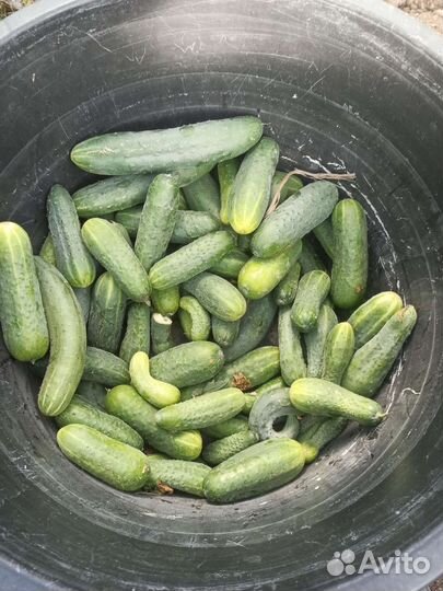 Огурцы бесплатно