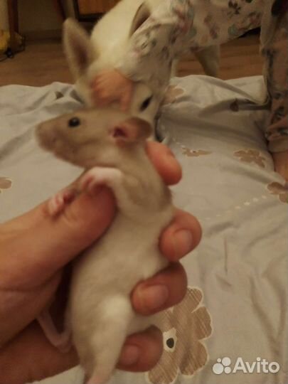 Крысы дамбо девочки