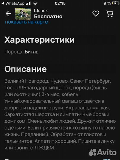 Щенок бигль в добрые руки