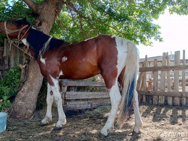 Лошадь жеребец