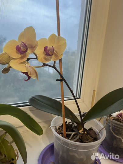 Орхидея фаленопсис