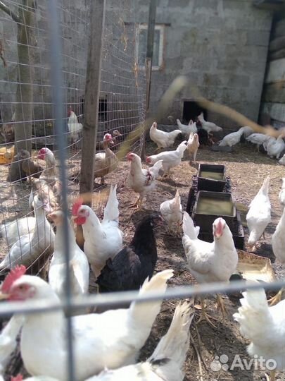 Куры молодки несушки