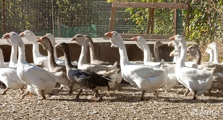 Молодняк Холмогорских гусей