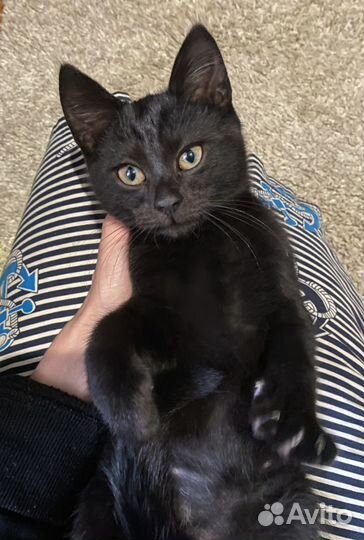Котята от британской кошки