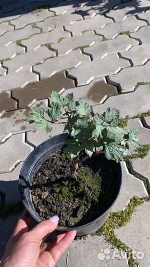 Пион древовидный,Синий сапфир, и Гофман