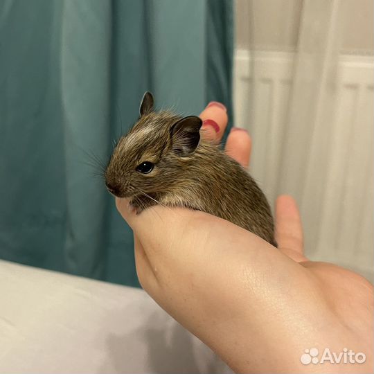 Чилийская белка дегу