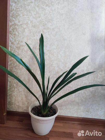 Комнатные цветы кливия