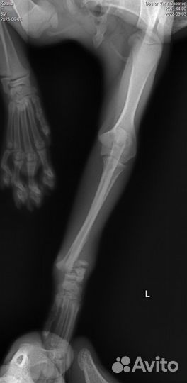 Лапка пока без лапы