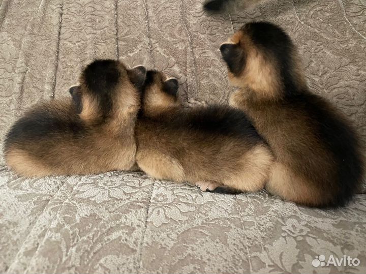 Абиссинские котята