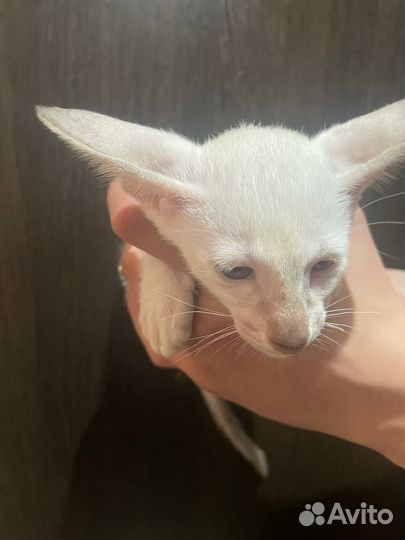Ориентальные котята