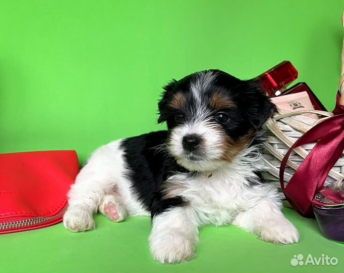 Бивер / бивер йорк