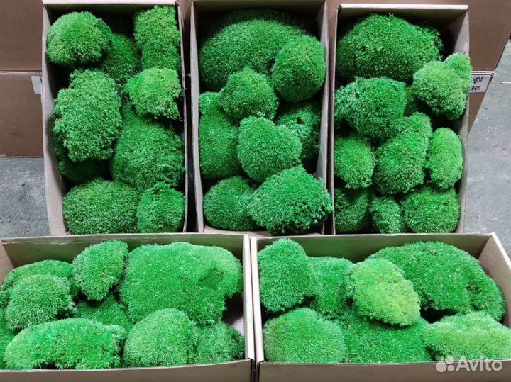 Стабилизированный мох ягель, опт и розница