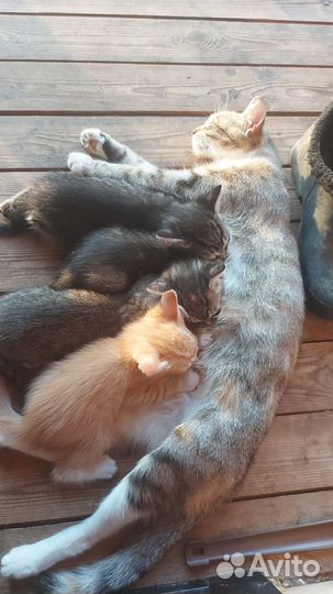 Котята в добрые руки бесплатно