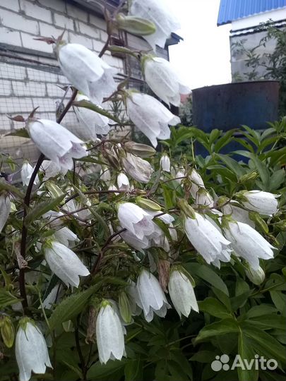 Многолетние цветы