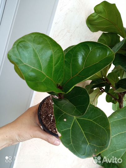 Фикусы, Кротоны разные