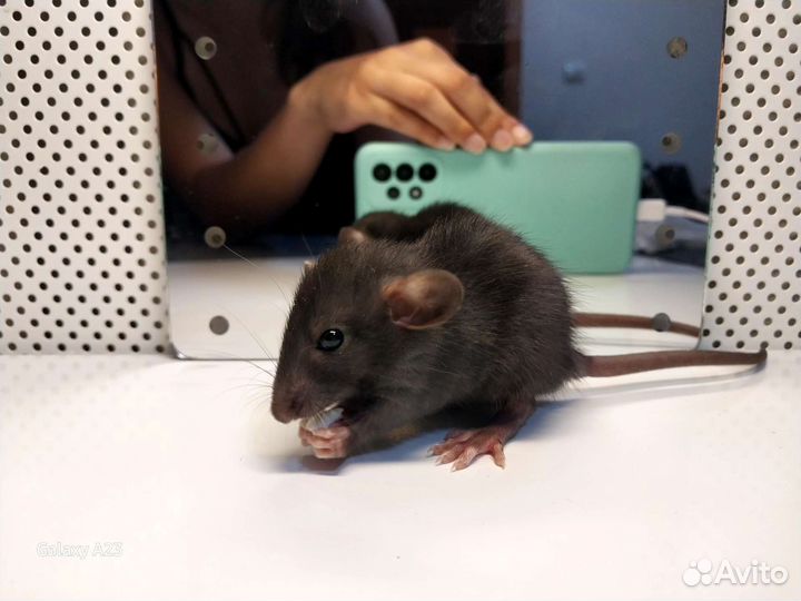 Крысы дамбо