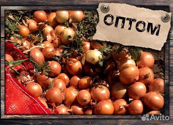 Лук на выгонку Штутгарт оптом от 3 тонн