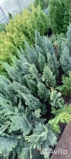 Хвойные растения саженцы
