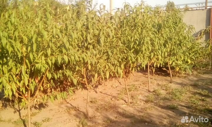 Осенний персик