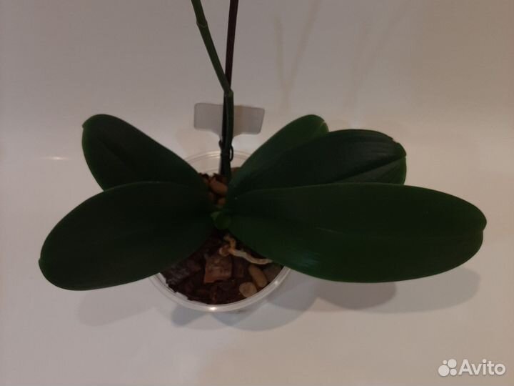 Орхидея фаленопсис Пират Пикот