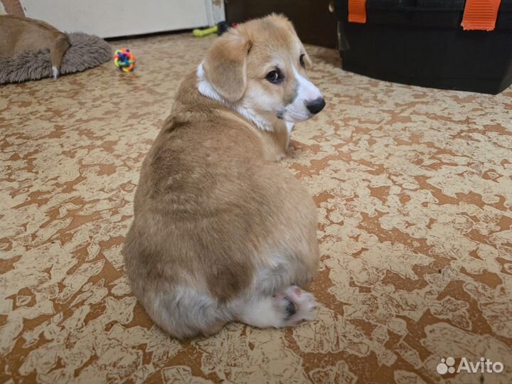 Вельш-корги пемброк